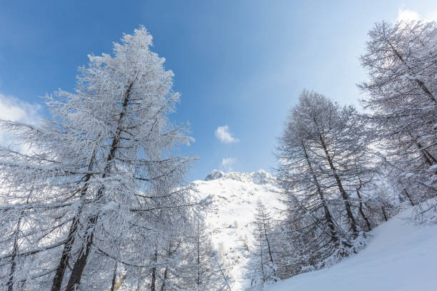 Snow-covered larches in the Valtellina Orobie Park