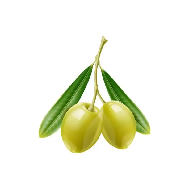 Vector illustration of Realistic raw green olives. Isolated olive branch