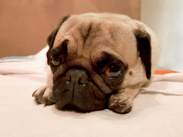 A teen Brazilian boy sat on the floor with his puppy, a 40 days old Pug looking at the camera, in the backyard of his house in the rural city of Monte Belo, in Minas Gerais state, Brazil.