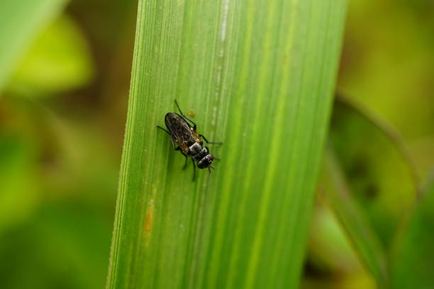 Close-up of black flies on leaves