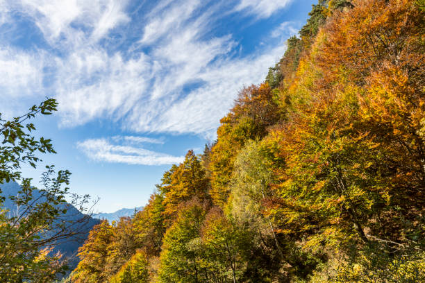Forest in autumn guise in the Valtellina Orobie Park