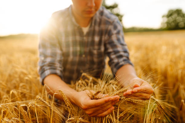 istock Wheat quality check. Farmer with ears of wheat in a wheat field. 2030451594
