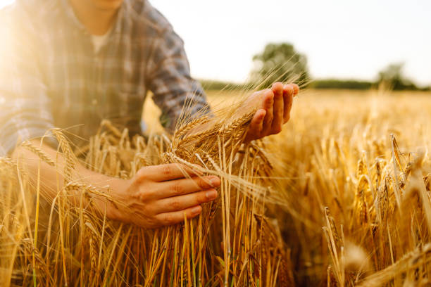 istock Wheat quality check. Farmer with ears of wheat in a wheat field. 2030451597