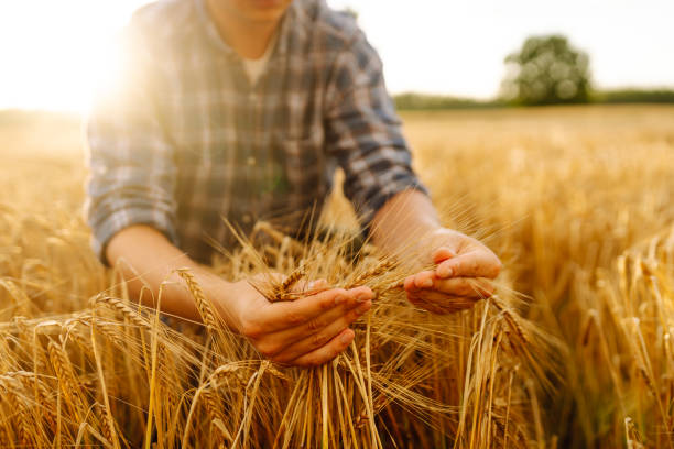 istock Wheat quality check. Farmer with ears of wheat in a wheat field. 2030451599