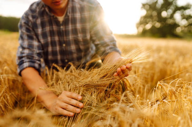 istock Wheat quality check. Farmer with ears of wheat in a wheat field. 2030452111