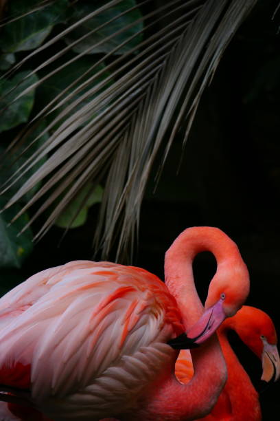 istock Pink flamingos, Phoenix park, Nice: Maritime Alps 2030464111