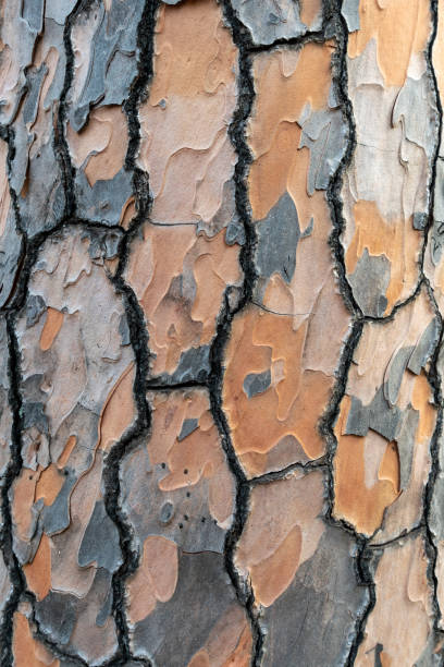 istock Close-up picture of a mediterranean tree bark 2030471352