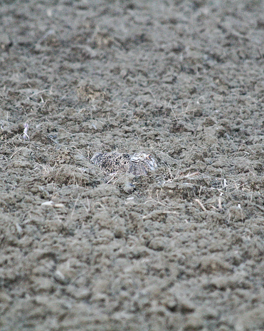 A perfectly camouflaged hare crouches amidst the freshly plowed field, blending seamlessly with the earthy tones of its surroundings. Nature's mastery of concealment captured in rural tranquility