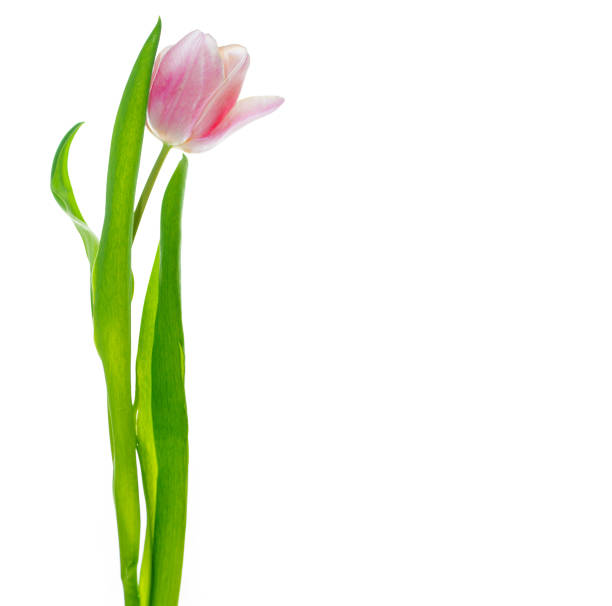Greeting card. spring flowers tulips isolated on white background. floral collection.