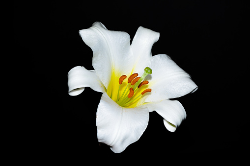 Beautiful blooming lily flower isolated on black background. Nature.