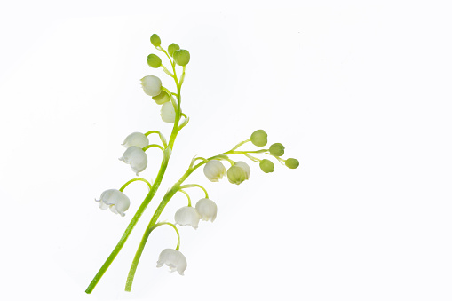 beautiful flowers of lily of the valley. Convallaria majalis, isolated on white background. nature