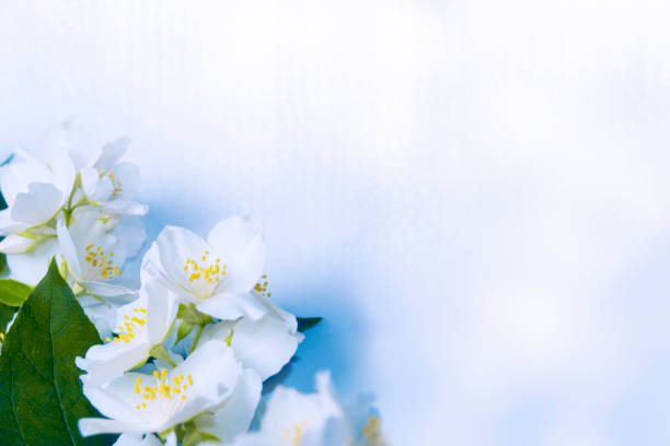 blooming jasmine flowers, isolated on white background .
