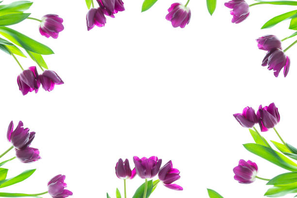 Bouquet. Greeting card. spring flowers tulips isolated on white background. floral collection.
