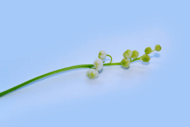 istock flowers lily of the valley on a light background. 2030497359