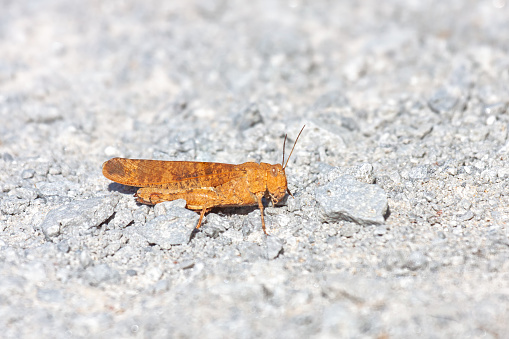 An orange carolina grasshopper stands still on on gray colored crushed limestone