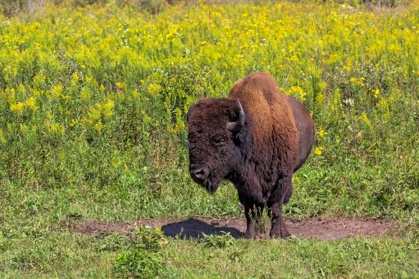Bison on the Missouri Kansas Plains
