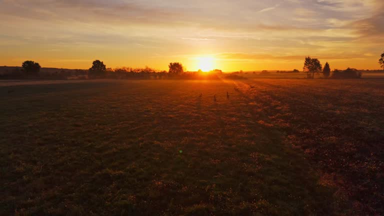 Silhouette Of Herd Of Deer On Agricultural Field During Sunset