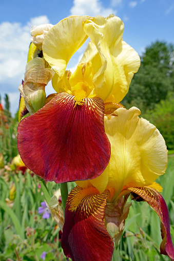 Iris Barbata-Elatior 'Accent' flower (Hohe Bart-Schwertlilie).