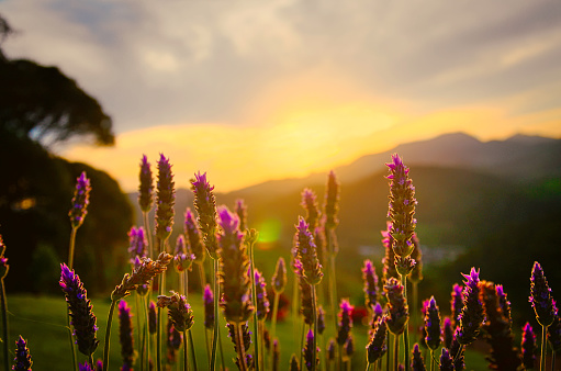 Sunset with mountains in the background and plants in front. Landscape of peace and relaxation.