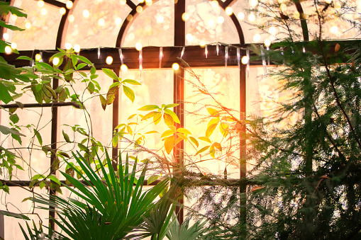 Background of tropical leaves and plants behind glass with bokeh lights.