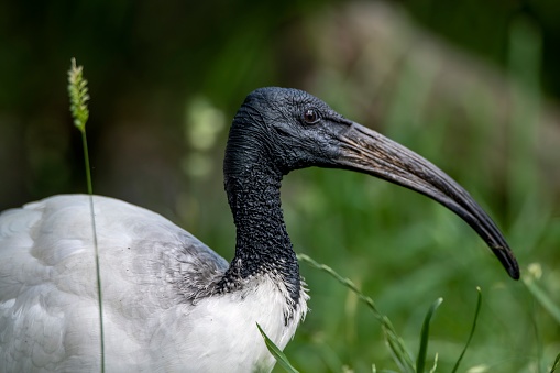 The African Sacred Ibis (Threskiornis aethiopicus), a bird famous for its role in Ancient Egyptian mythology.