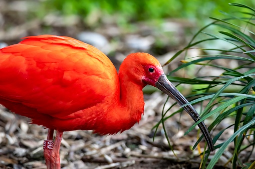 The Scarlet Ibis, sometimes called Red Ibis, (Eudocimus ruber), is a very sociable bird.
