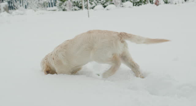 Golden retriever puppy saw snow for the first time, having fun in the backyard of the house, immersing his face in the snow