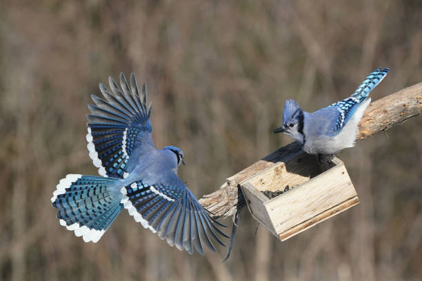istock Blue Jays scrapping over birdfeeder 2030553288