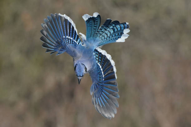 istock Blue Jays scrapping over birdfeeder 2030553807