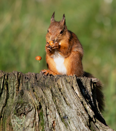 Red squirrel on log shelling hazelnuts