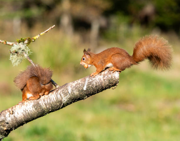 istock Squirrel landing with nut in mouth 2030556969