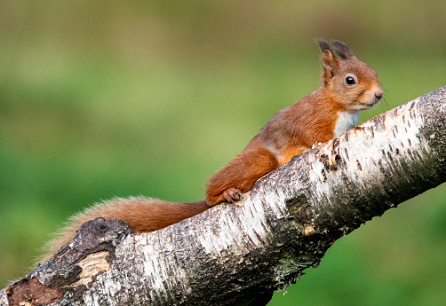 Red squirrel climbing tree branch in forest