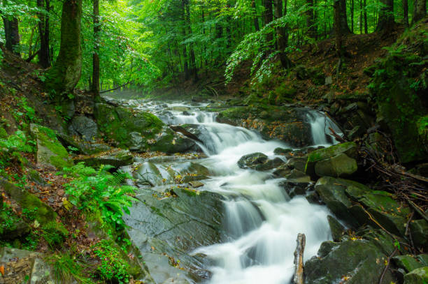 Szepit Waterfall on the Hylaty Stream, small waterfall in green deciduous forest after rain, Zatwarnica, Bieszczady. Idyllic landscape. Pure nature, ecology, environmental conservation