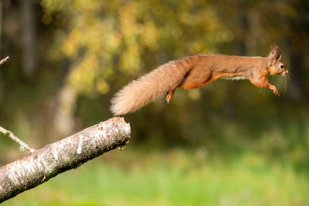 istock Red squirrel jump to the right 2030560230
