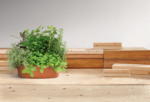 Pot of herbs on a wooden workbench countertop background at a workshop