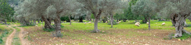 Sheep meander peacefully in an olive grove, with gnarled trees standing sentinel over the serene landscape