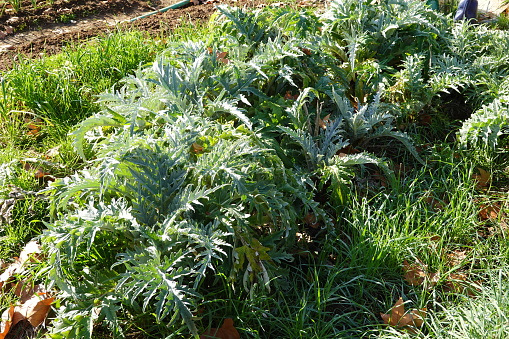 artichoke cultivation in the vegetable garden. artichoke plants growing in the ground.