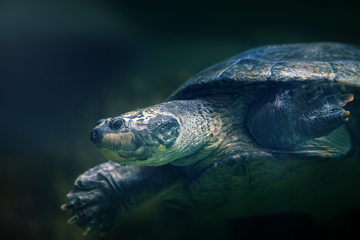 South American River Turtle (Podocnemis expansa) - Diving underwater