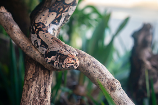 Red Tail Boa snake (Boa constrictor constrictor)