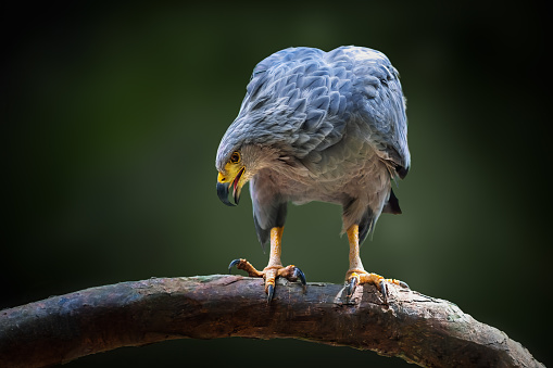 Chaco Eagle (Buteogallus coronatus) - Bird of Prey