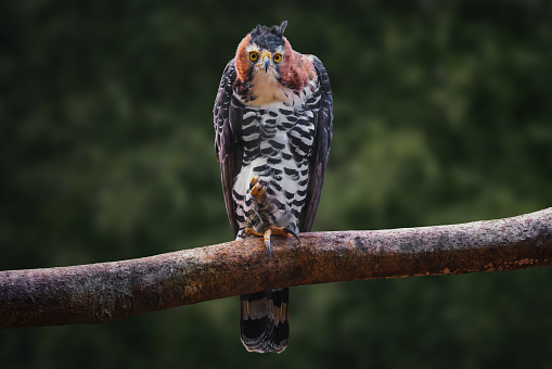 Ornate Hawk-eagle (Spizaetus ornatus) - Bird of Prey