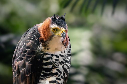 Ornate Hawk-eagle (Spizaetus ornatus) - Bird of Prey