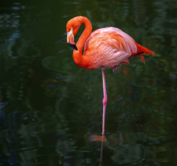istock American Flamingo bird (Phoenicopterus ruber) 2030580508