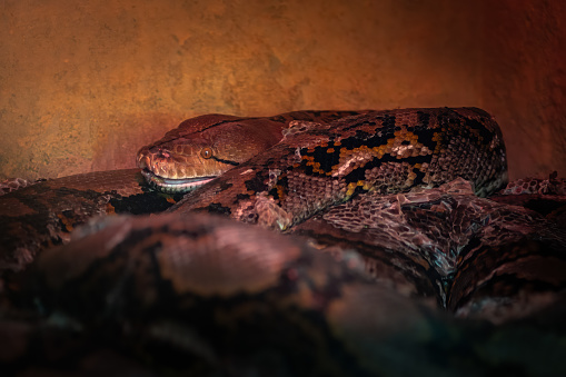 Reticulated Python snake (Malayopython reticulatus)