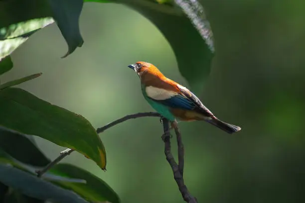 Chestnut-backed Tanager bird (Stilpnia preciosa)