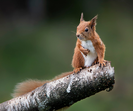 Red squirrel on branch sitting up with one claw touching tummy