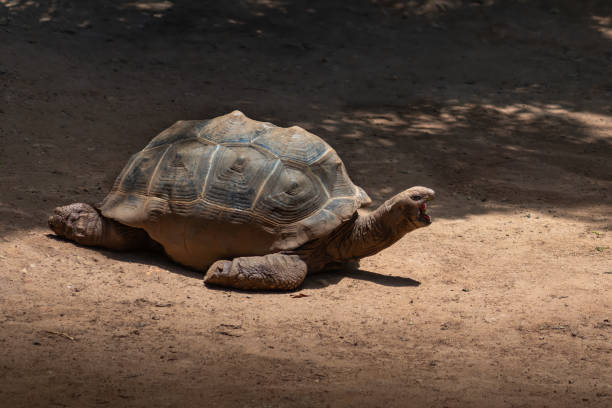 istock Aldabra Giant Tortoise (Aldabrachelys gigantea) with open mouth 2030585806
