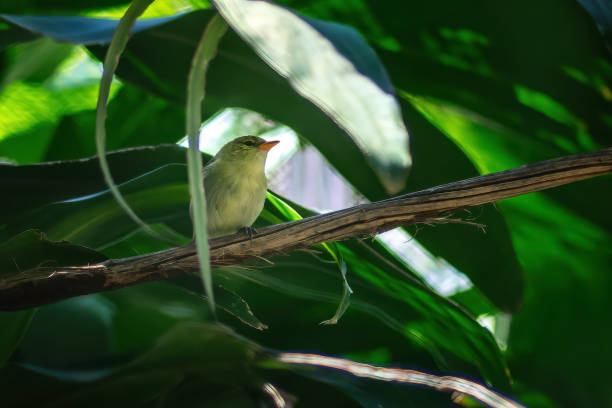 istock Female Rufous-headed Tanager bird (Hemithraupis ruficapilla) 2030588470