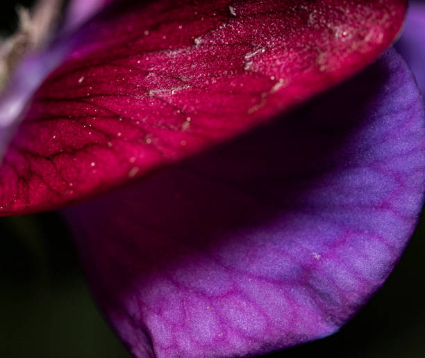 Red and purple sweet pea flower.  Close up of petals showing veins