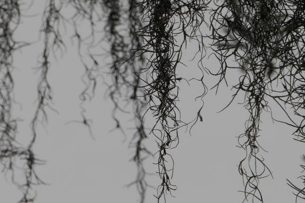 Tillandsia usneoides, Phoenix park, Nice : Maritime Alps